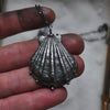Lion's Paw Shell, chain included